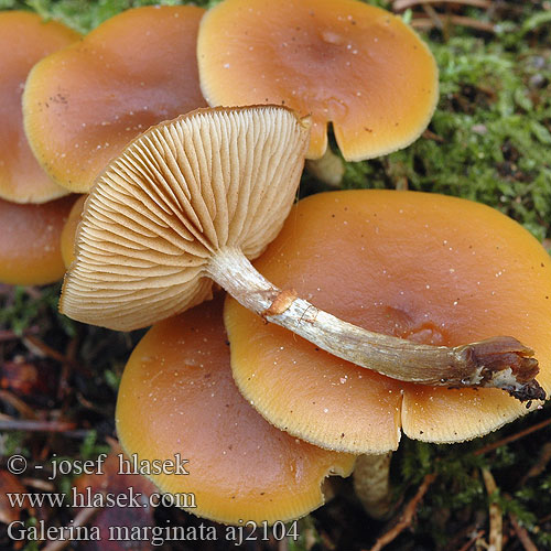 Galerina marginata Галерина отороченная окаймленная Obrobljena kučmica Gifthätting autumnalis Pholiota Gift-Haeubling Gifthäubling Nadelholz-Häubling Eglinė kūgiabudė Hełmówka obrzeżona jadowita Čepičatka jehličnatá jehličňanová Kapucňovka okrovohnedastá Flatklokkehatt Randbæltet hjelmhat Myrkkynääpikkä Galère marginée Bundelmosklokje Fenyves turjángomba Fenyő tőkegomba