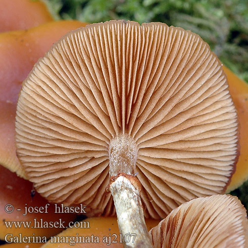 Galerina marginata Gifthätting autumnalis Pholiota Gift-Haeubling Gifthäubling Nadelholz-Häubling Eglinė kūgiabudė Hełmówka obrzeżona jadowita Čepičatka jehličnatá jehličňanová Kapucňovka okrovohnedastá Flatklokkehatt Randbæltet hjelmhat Myrkkynääpikkä Galère marginée Bundelmosklokje Fenyves turjángomba Fenyő tőkegomba Галерина отороченная окаймленная Obrobljena kučmica