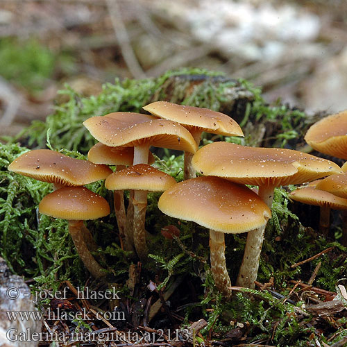 Galerina marginata Eglinė kūgiabudė Hełmówka obrzeżona jadowita Čepičatka jehličnatá jehličňanová Kapucňovka okrovohnedastá Flatklokkehatt Randbæltet hjelmhat Myrkkynääpikkä Galère marginée Bundelmosklokje Fenyves turjángomba Fenyő tőkegomba Галерина отороченная окаймленная Obrobljena kučmica Gifthätting autumnalis Pholiota Gift-Haeubling Gifthäubling Nadelholz-Häubling