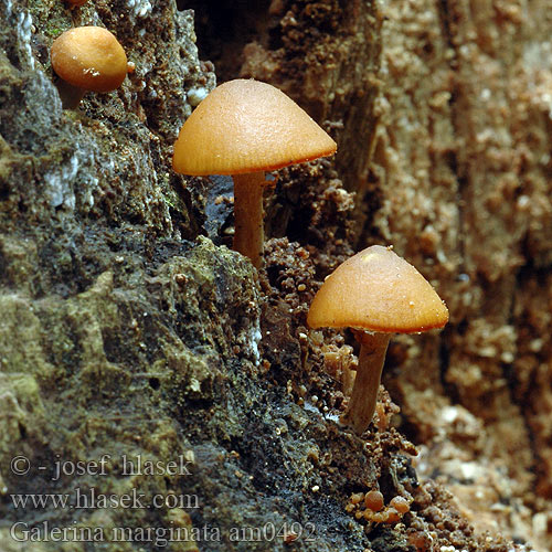 Galerina marginata am0492