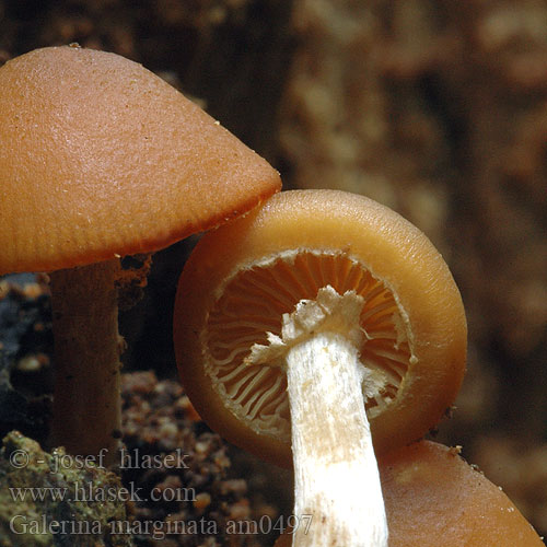 Galerina marginata am0497