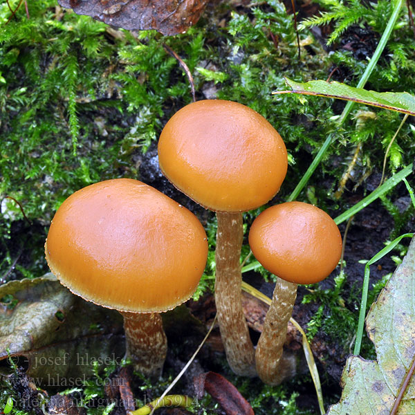 Galerina marginata bm5914