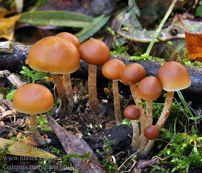 Galerina marginata bm5926