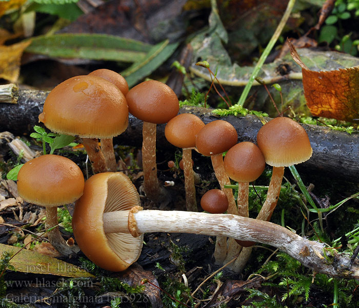 Galerina marginata Kapucňovka okrovohnedastá Čepičatka jehličnatá jehličnanová Hełmówka obrzeżona jadowita Flatklokkehatt autumnalis Pholiota Gift-Haeubling Gifthäubling Nadelholz-Häubling Eglinė kūgiabudė Randbæltet hjelmhat Myrkkynääpikkä Galère marginée Bundelmosklokje Fenyves turjángomba Fenyő tőkegomba Галерина отороченная окаймленная Obrobljena kučmica Gifthätting