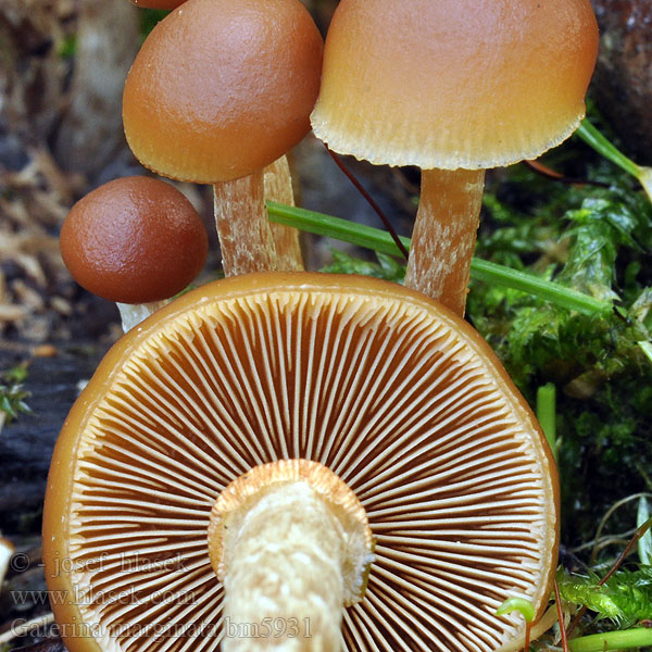 Galerina marginata bm5931