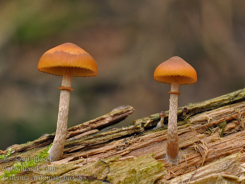 Galerina_marginata_bp3783