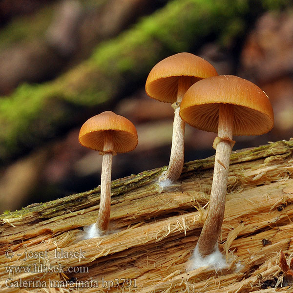 Galerina marginata Čepičatka jehličnatá jehličnanová Kapucňovka okrovohnedastá Галерина отороченная окаймленная Hełmówka obrzeżona jadowita Flatklokkehatt autumnalis Pholiota Gift-Haeubling Gifthäubling Nadelholz-Häubling Eglinė kūgiabudė Randbæltet hjelmhat Myrkkynääpikkä Galère marginée Bundelmosklokje Fenyves turjángomba Fenyő tőkegomba Obrobljena kučmica Gifthätting