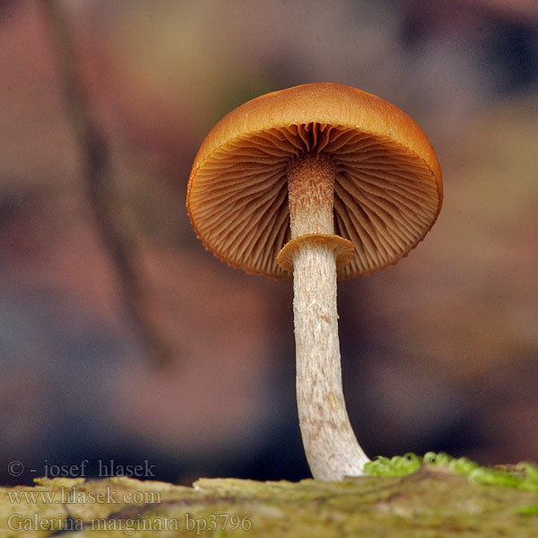 Galerina_marginata_bp3796