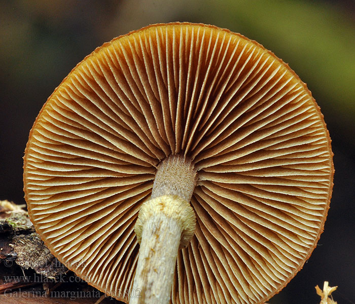 Galerina_marginata_bp3802