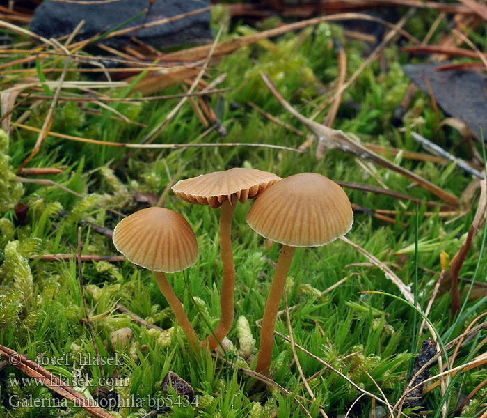 Galerina_mniophila_bp5434