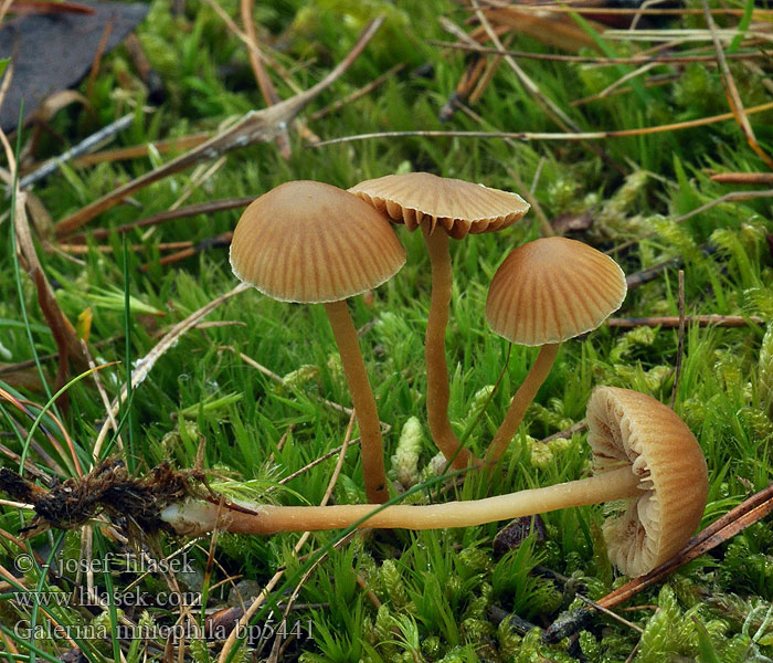 Galerina mniophila Vaal mosklokje Hełmówka mcholubna