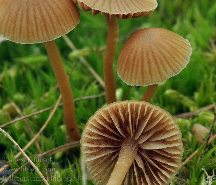 Galerina mniophila Olivengul hjelmhat Blek mosshätting