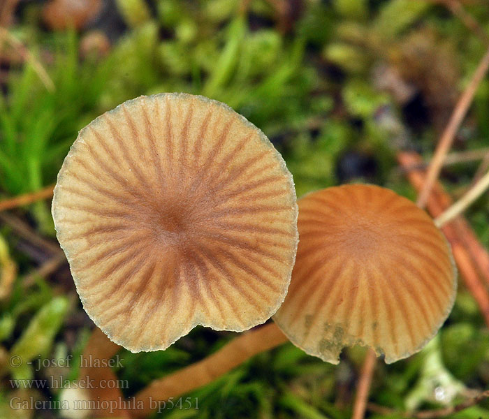 Galerina mniophila Kalvasnääpikkä Gråbrun klokkehatt