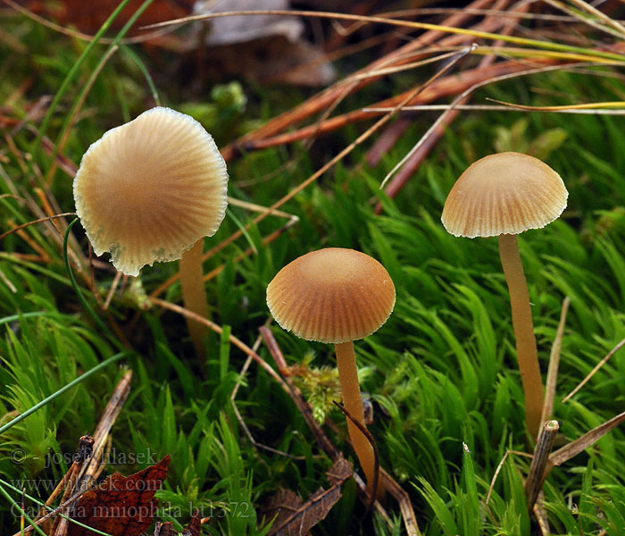 Galerina mniophila Čepičatka měříková