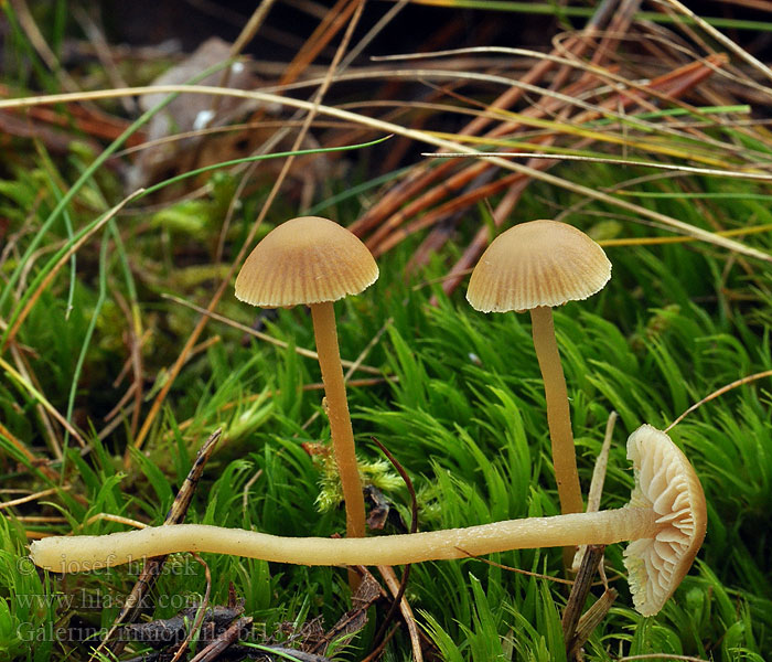 Galerina mniophila Braungeriefter Häubling