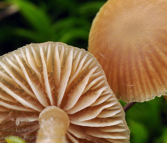 Galerina mniophila Vaal mosklokje