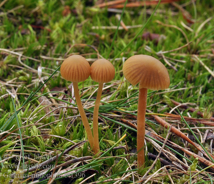 Galerina mniophila Hełmówka mcholubna