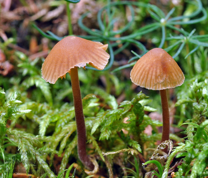 Braungeriefter Häubling Galerina mniophila