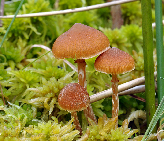 Galerina paludosa