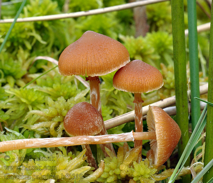 Galerina paludosa