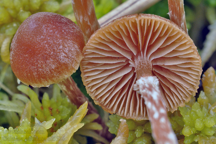 Galerina paludosa