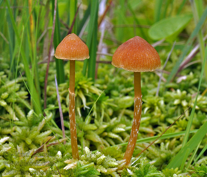 Čepičatka močálová Galerina paludosa