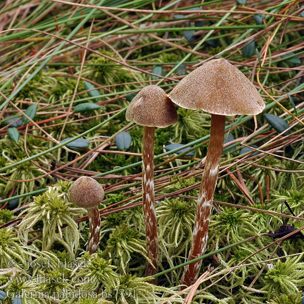 Galerina paludosa Čepičatka močálová bahenní rašeliníková