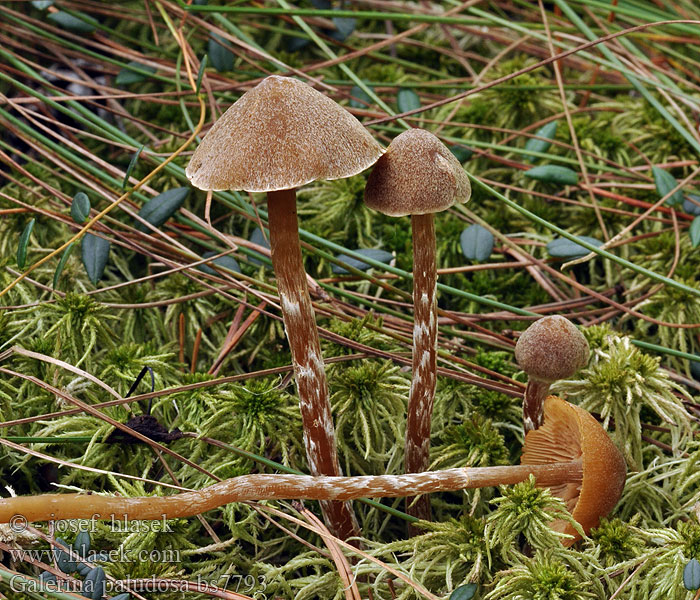 Galerina paludosa Kapucňovka močiarna Hełmówka błotna torfowiskowa