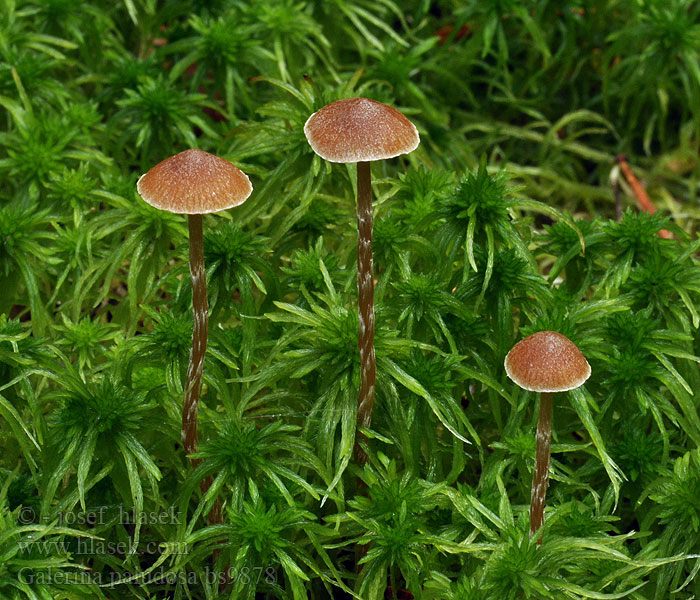 Galerina paludosa Weissflockiger Sumpf-Häubling Močvirska kučmica