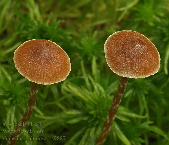 Galerina paludosa Galère Marais Myrhätting Suonääpikkä