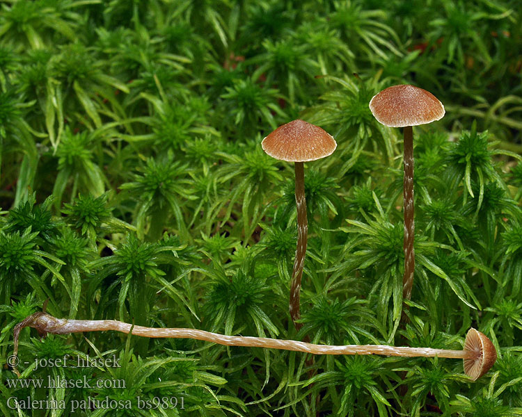 Galerina paludosa Čepičatka močálová Vlokkig veenmosklokje