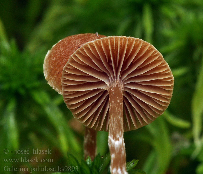 Galerina paludosa Kapucňovka močiarna Myrklokkehatt