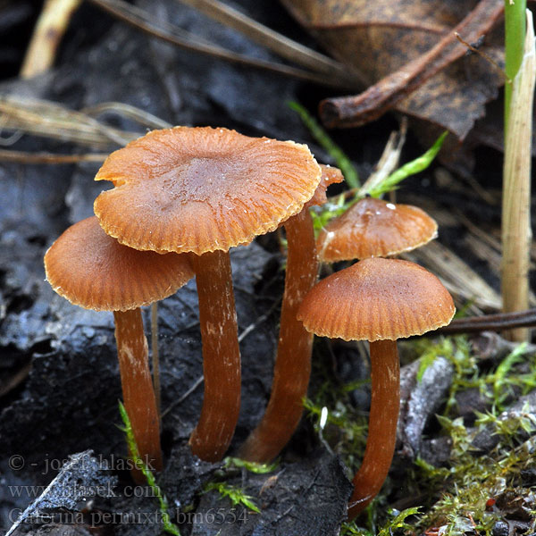 Galerina permixta Naucoria cephalescens