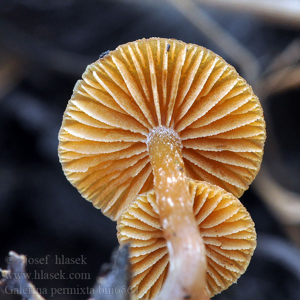 Galerina Naucoria permixta cephalescens