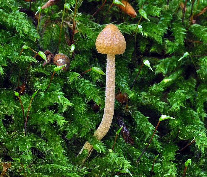 Galerina pruinatipes Ringloser Häubling