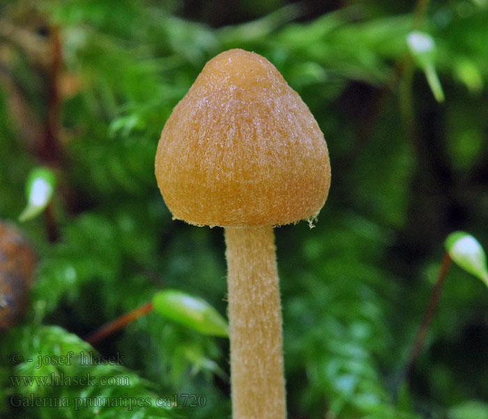 Galerina pruinatipes