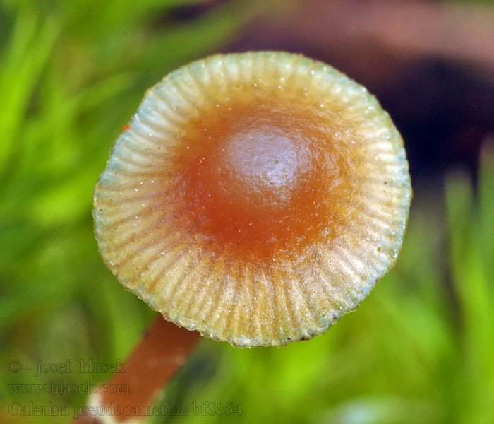 Hełmówka torfowcolubna Galerina pseudocamerina