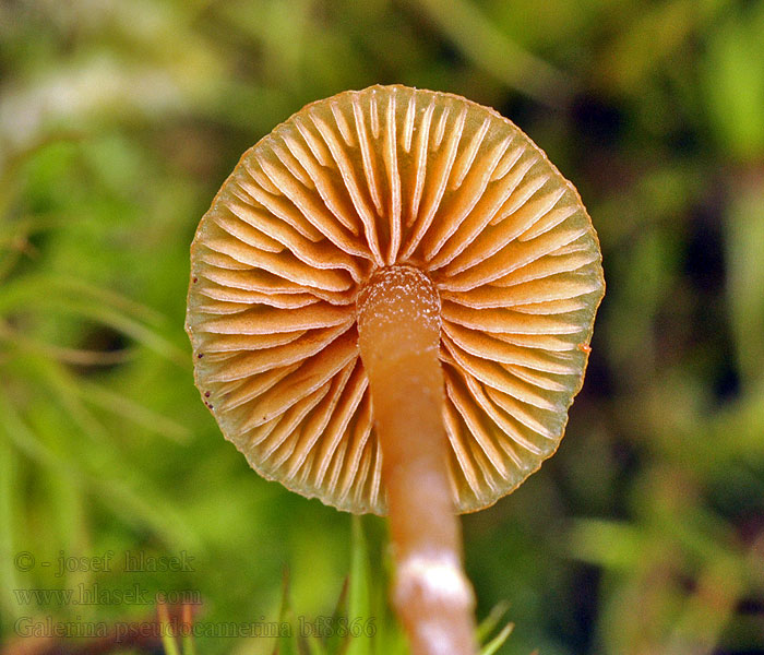 Galerina pseudocamerina