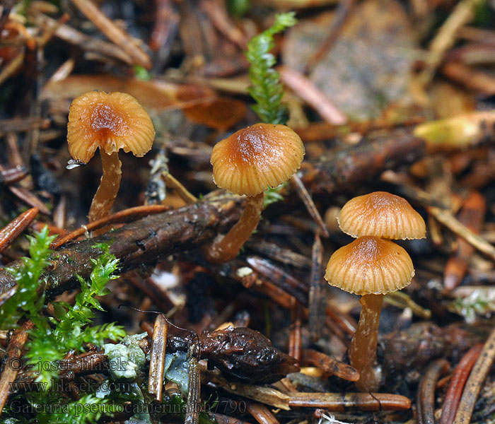 Galerina pseudocamerina