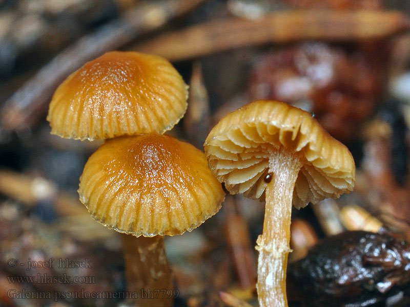 Galerina pseudocamerina