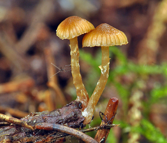 Galerina pseudocamerina