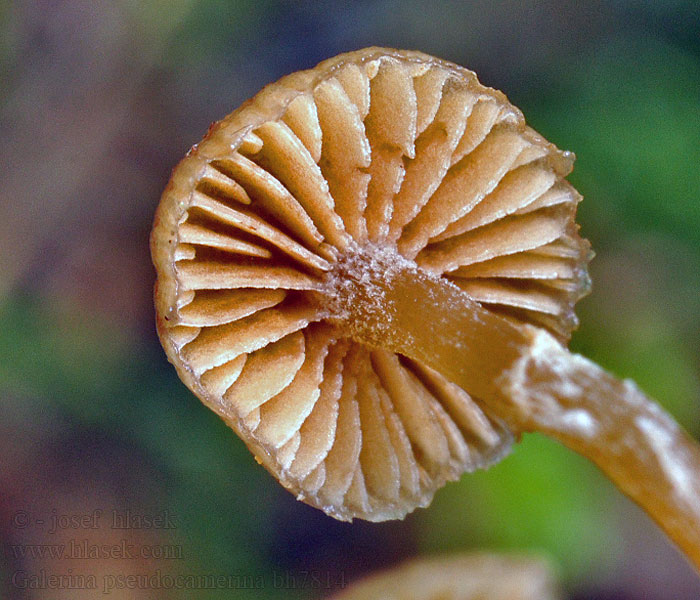 Galerina pseudocamerina