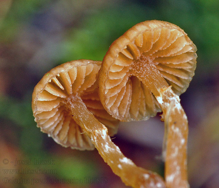 Galerina pseudocamerina