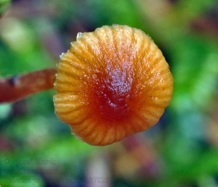 Galerina pseudocamerina