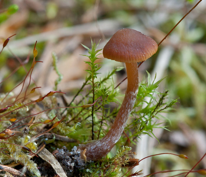 Galerina pseudocamerina Čepičatka mokřadní Hełmówka torfowcolubna