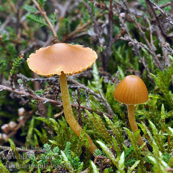 Galerina pumila Галерина карликовая Čepičatka malá Dwarf Bell Honninggul Hjelmhat Hunajanääpikkä Galérine naine Honinggeel mosklokje Glockiger Häubling Honningklokkehatt Kapucňovka prilbičkovitá Honungshätting