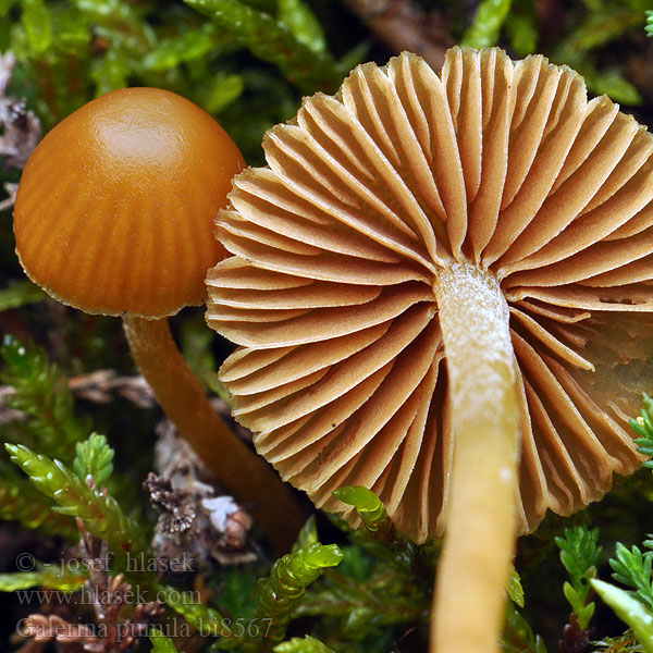 Honinggeel mosklokje Glockiger Häubling Honningklokkehatt Kapucňovka prilbičkovitá Honungshätting Galerina pumila Галерина карликовая Čepičatka malá Dwarf Bell Honninggul Hjelmhat Hunajanääpikkä Galérine naine