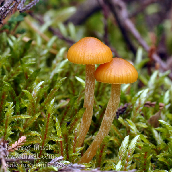 Kapucňovka prilbičkovitá Honungshätting Galerina pumila Галерина карликовая Čepičatka malá Dwarf Bell Honninggul Hjelmhat Hunajanääpikkä Galérine naine Honinggeel mosklokje Glockiger Häubling Honningklokkehatt