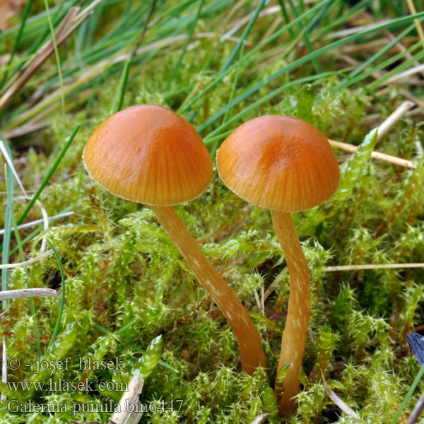 Galerina pumila bm6447