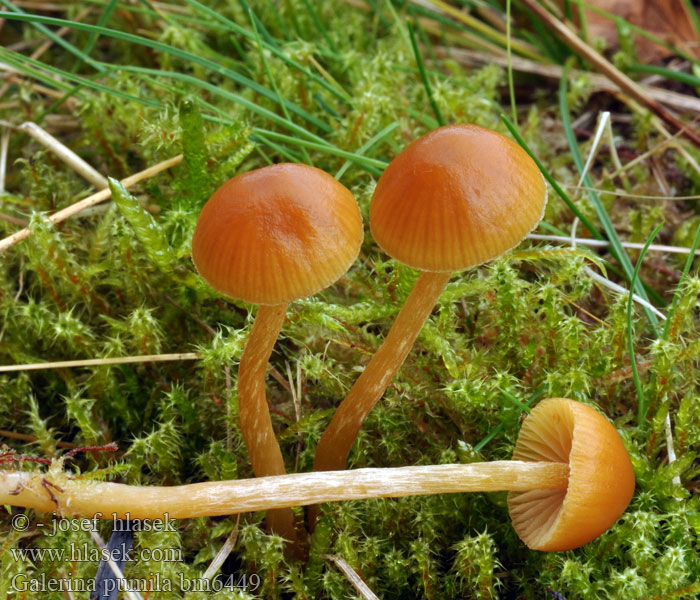 Galerina pumila bm6449